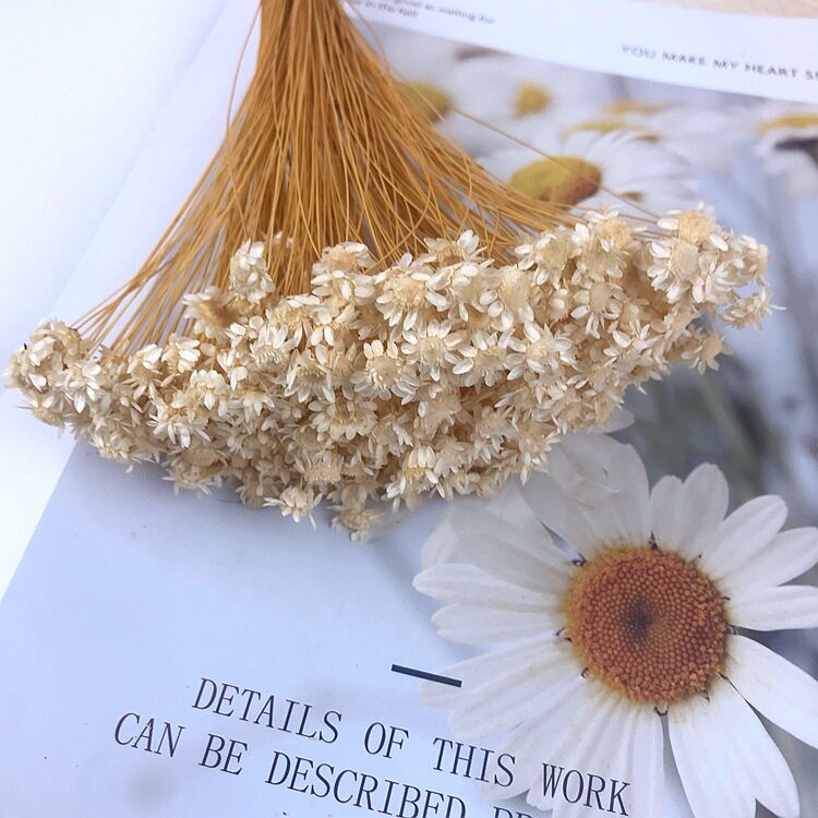 Japanese Earth Farmyard Imported Small Stars Flower Forever Flowers Diy Handmade Dot accessories Gradient Colors 3019-Taobao