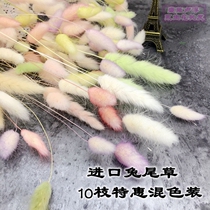 Japan imports large size agricultural park CUHK small number of short rabbit tail grass (single branch price) Yongsheng Flower Diy matching material