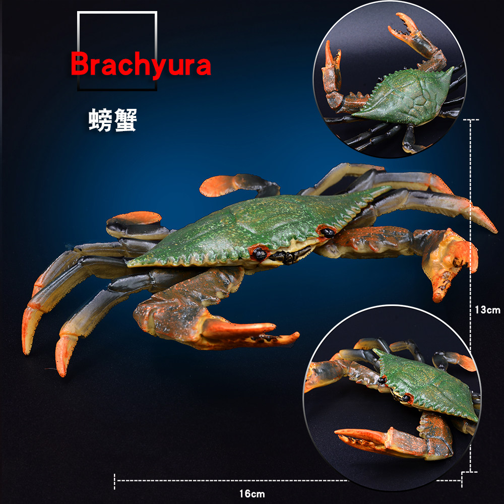 Children simulate marine animal model toy crab crab blue - feet crab model