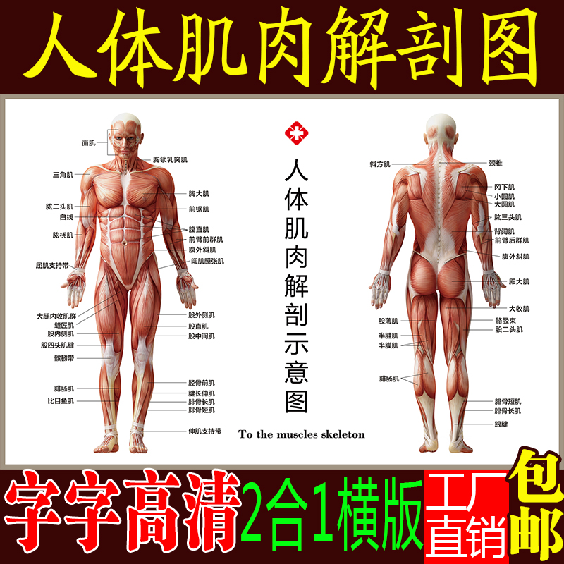 Body Muscle Anatomy Chart