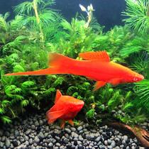 Red arrow fish swordfish ornamental fish tropical small lamp family Peacock zebra Mickey red and green lotus lamp freshwater glass fish