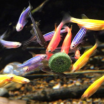 Zebrafish living tropical ornamental fish Peacock Mickey small fresh water Good raising goldfish fry traffic light family fluorescent fish
