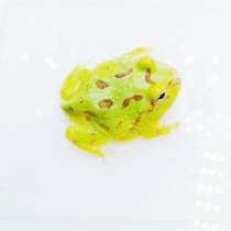 Horned Frog One Picture One Living Pet Frog Gold Green African Niu Uji Pikachu Mint Butterfly Overlord Horned Frog