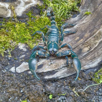 Asian pet scorpion rain forest scorpion pet scorpion male and female breeding group live crawl pet super large black scorpion docile