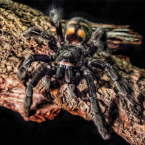 Venezuela Sun Tiger Another Chilean Fire Rose Orange Babu Brazil Solomon White Between Togo Star Group Babu