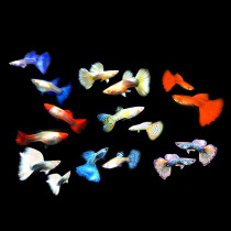 Guppies live small fish ornamental fish anchovy freshwater pet seedlings purebred small viviparous tropical goldfish traffic lights