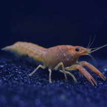 Red claw orange shrimp ornamental shrimp aquarium pet living Sky Blue Devil shrimp freshwater large crayfish seedling dragon pattern shrimp
