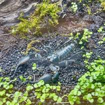 Oversized individual rain forest scorpion alien pet live crawler desert scorpion docile novice office pet