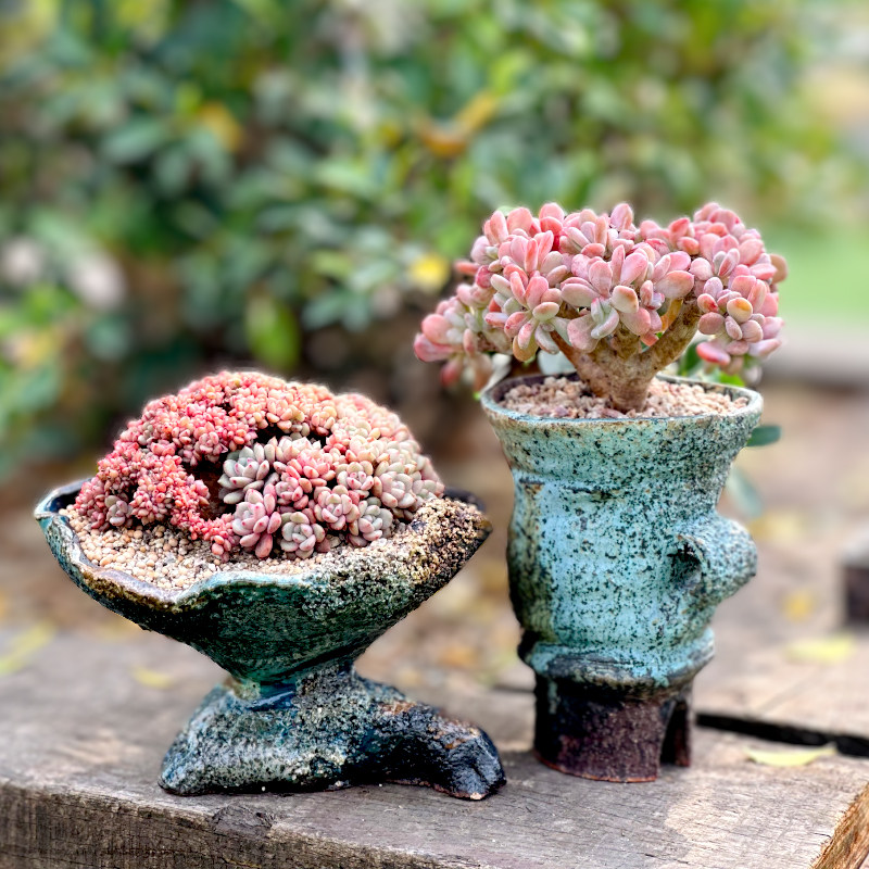T09 12th (086 No. -090) (evergreen vines new) fairy sedum boutique east cloud old pile-Taobao