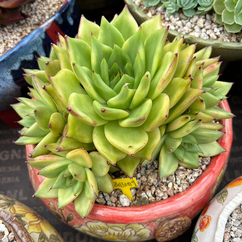 T0711th (No. 141-160) (Korean succulent live broadcast) Fairy Sedum Boutique Dongyun Old Pile