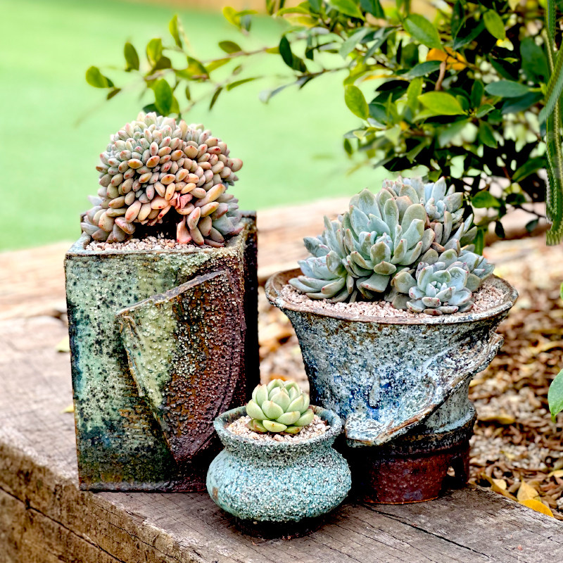 T09 12th (096 No. -100) (evergreen vines new) fairy sedum boutique east cloud old pile-Taobao