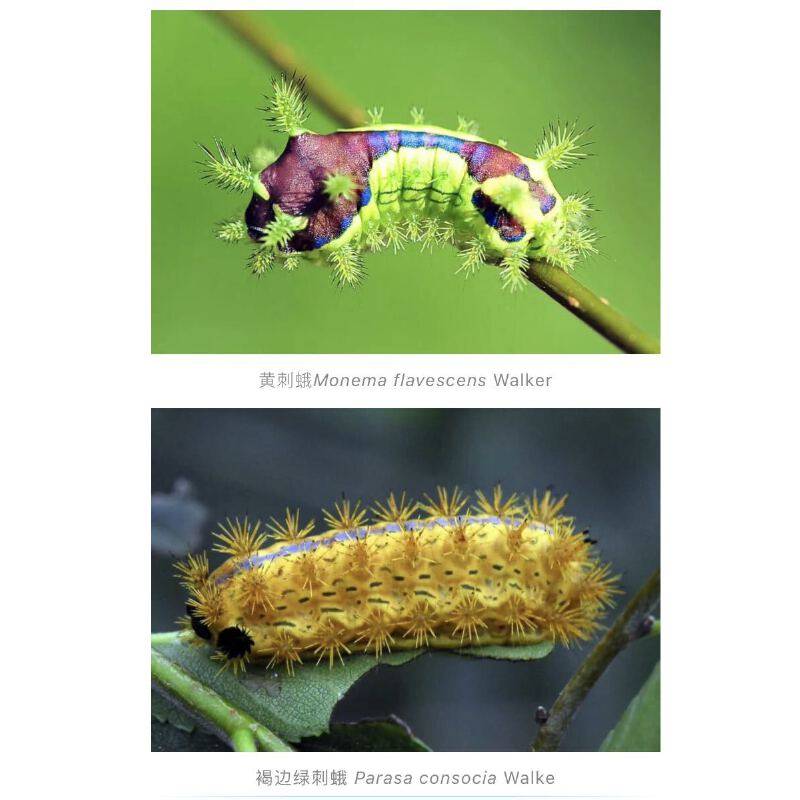 Color Illustrated Guide to Lepidoptera Larvae 28173 Shi Baocai Gong Jianya Wei Shujun Chen Jincui Ma Lijun Cao Lijun Lepidoptera Larvae Color Illustrated Guide Caterpillars China Agricultural Press
