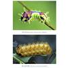 Color Illustrated Guide to Lepidoptera Larvae 28173 Shi Baocai Gong Jianya Wei Shujun Chen Jincui Ma Lijun Cao Lijun Lepidoptera Larvae Color Illustrated Guide Caterpillars China Agricultural Press