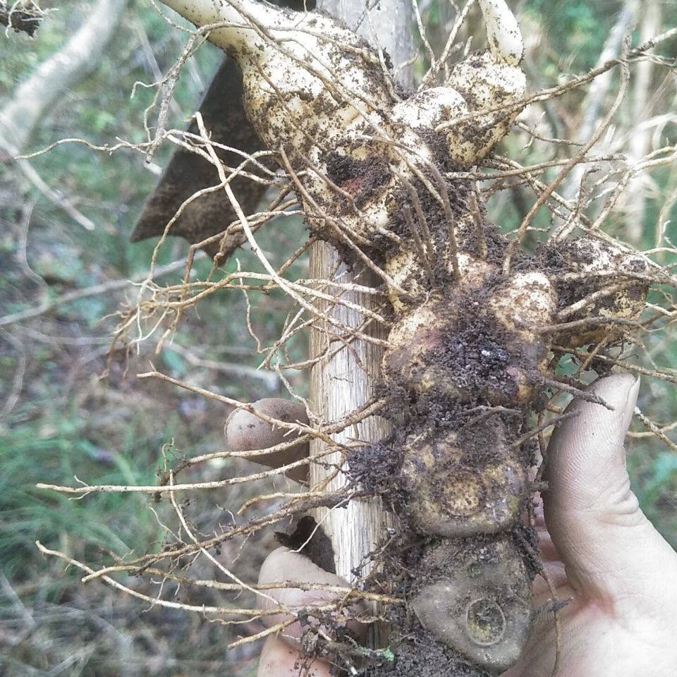 Wild Fresh Sealwort 500g Guizhou Alpine Wild Tiger Ginger Zhengzong Ecological Wild Sealwort without Nong