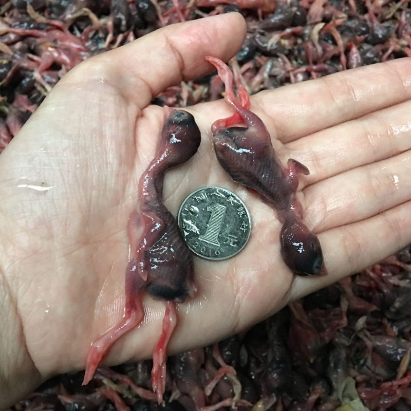 卤香鹌鹑肉：小小鹌鹑背后的美食革命