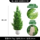 1,2 млн. Cypress Tree+Cement Basin P Модель P