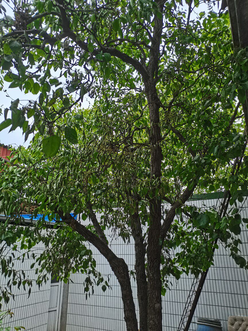 小小木棉树童装