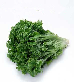 Fresh Cream Raw Vegetable Large Leaf Lettule Vegetable Salad 500g Beijing-Tianjin-Hebei Arbitrary 6 pieces