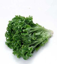 Fresh Cream Raw Vegetable Large Leaf Lettule Vegetable Salad 500g Beijing-Tianjin-Hebei Arbitrary 6 pieces