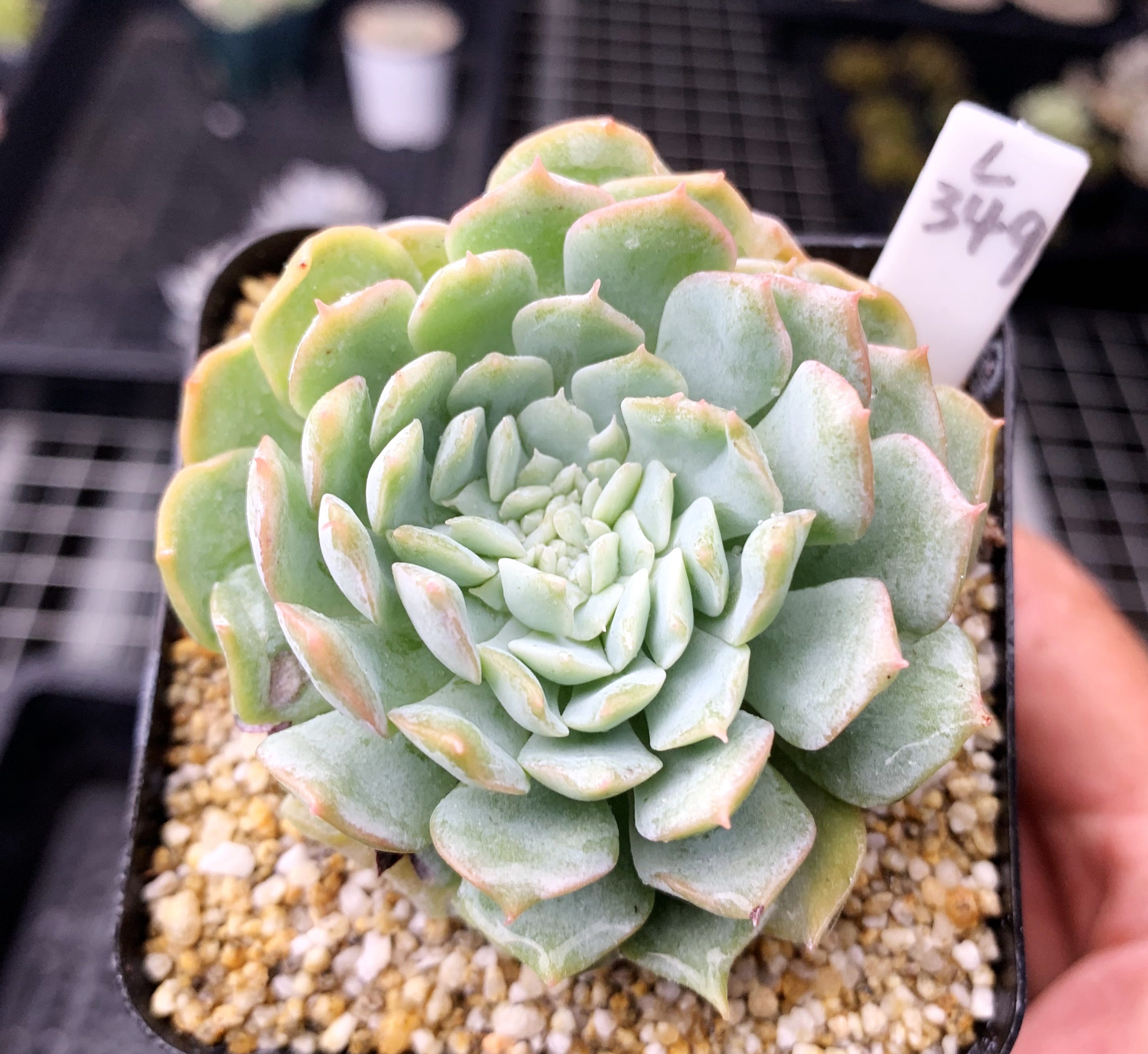 多肉植物多肉雪月綴化7釐米盆有根一物一拍 肉肉植物盆栽