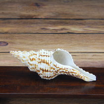 Home Right-handed Sea Snail Bio levo-dextro-Snail White Sea Snail