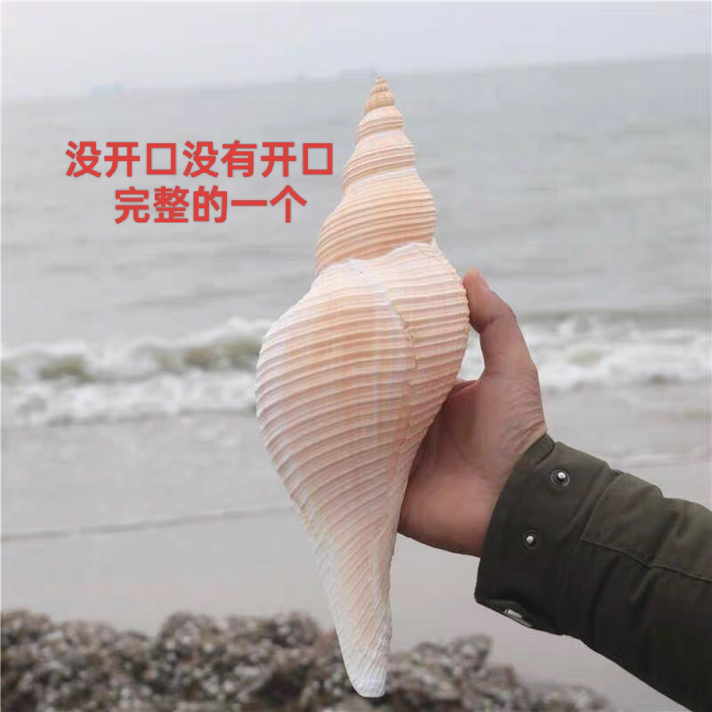 螺貝藝天然海螺大響螺長香螺貝殼標本收藏擺件法器號角魚缸-淘寶Taobao
