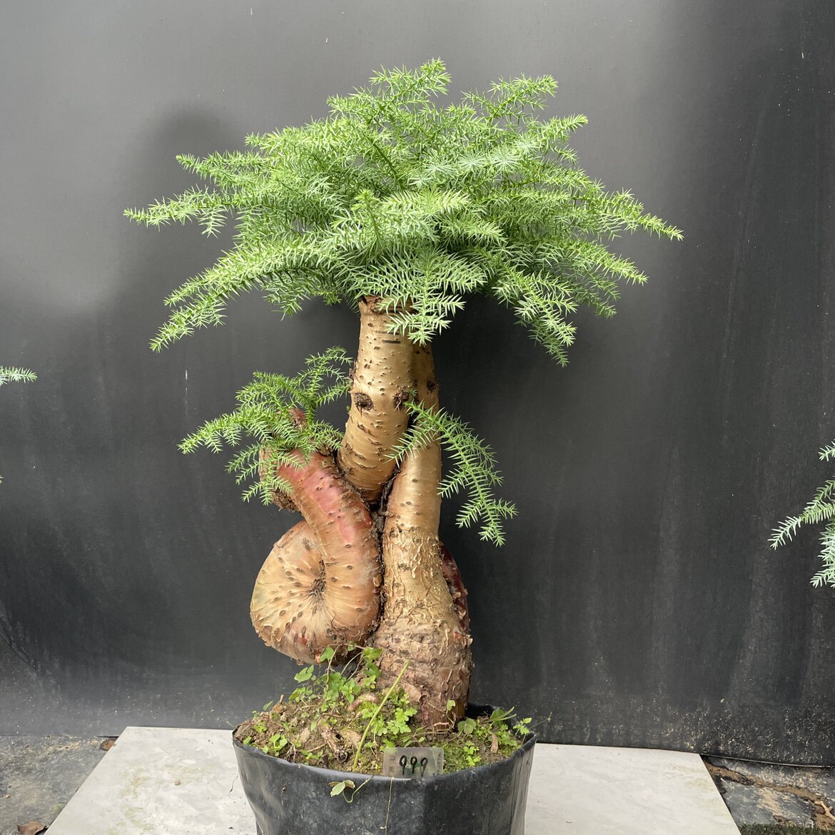 源善博澳洲杉