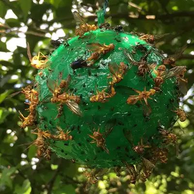 10 orchard armyworm balls Green 7 7cm Citrus large solid fly trap ball Orange small solid fly Large fruit fly needle-catching bee