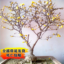 Plum Blossom sapling plum potted indoor patio with strong scent of cold and cold floral green plum red plum bony potted plants