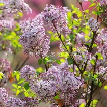 Zhengzong Ding fragrant flower saplings wrapped into a living courtyard plant Green Tree Miao sapiens sapling saplings