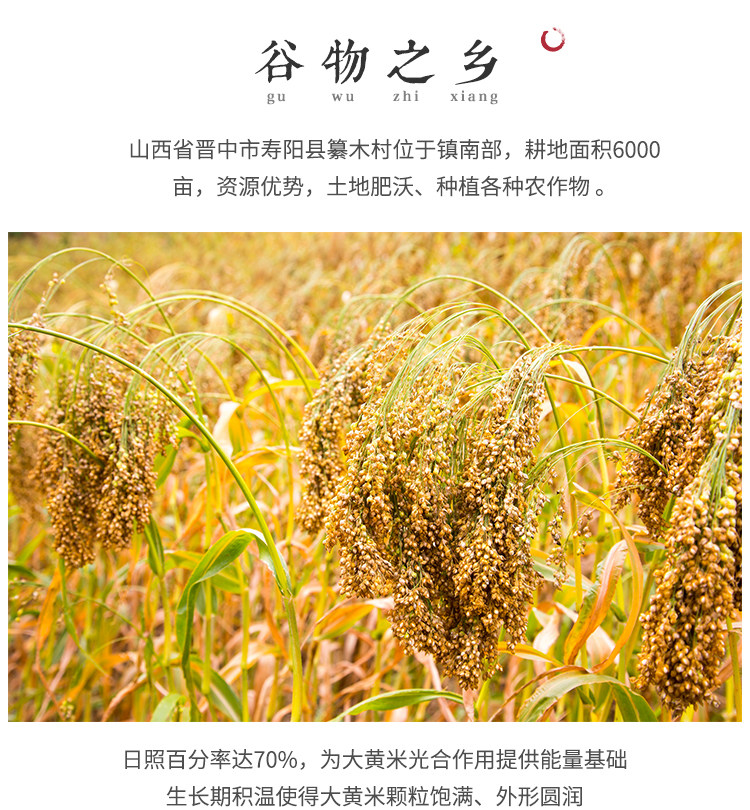 黍米是什么米,种植,出售_文秘苑图库