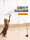 Кошачья игрушка на присоске funny cat stick cat self-hey снимает скуку артефакт ленивый автоматический забавный кот-палочка перо с колокольчиком, устойчивое к укусам mini 0