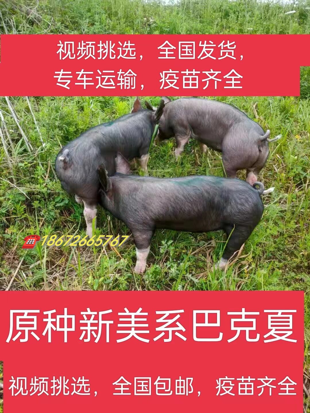 进口原种美系巴克夏种公猪&国寿黑新美系杜洛克种公猪：养猪界的超级巨星！-香猪-淘宝好物网