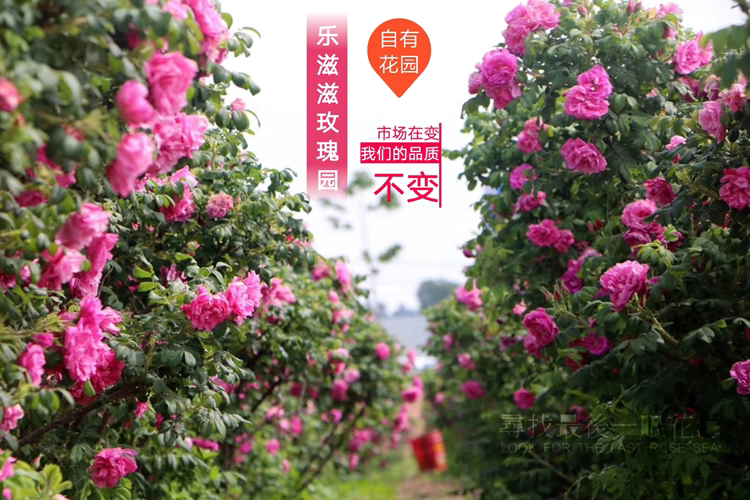 乐滋滋家的玫瑰园的LOGO