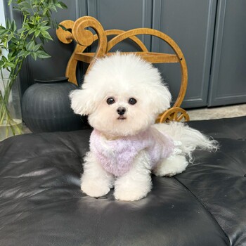 Five little white bears original pet clothes autumn and winter new purple leopard print thickened princess dress dog and cat coat