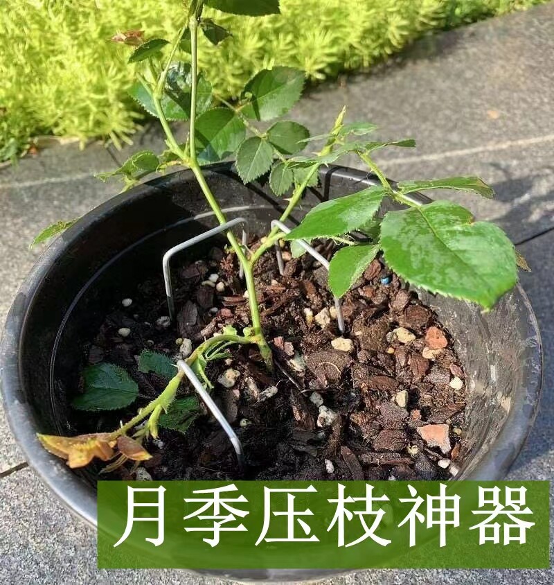 Rose flower pressing branch artifact horizontal pull hook branch U-shaped stereotyped potted plant vine press seedling gardening pull plant succulent