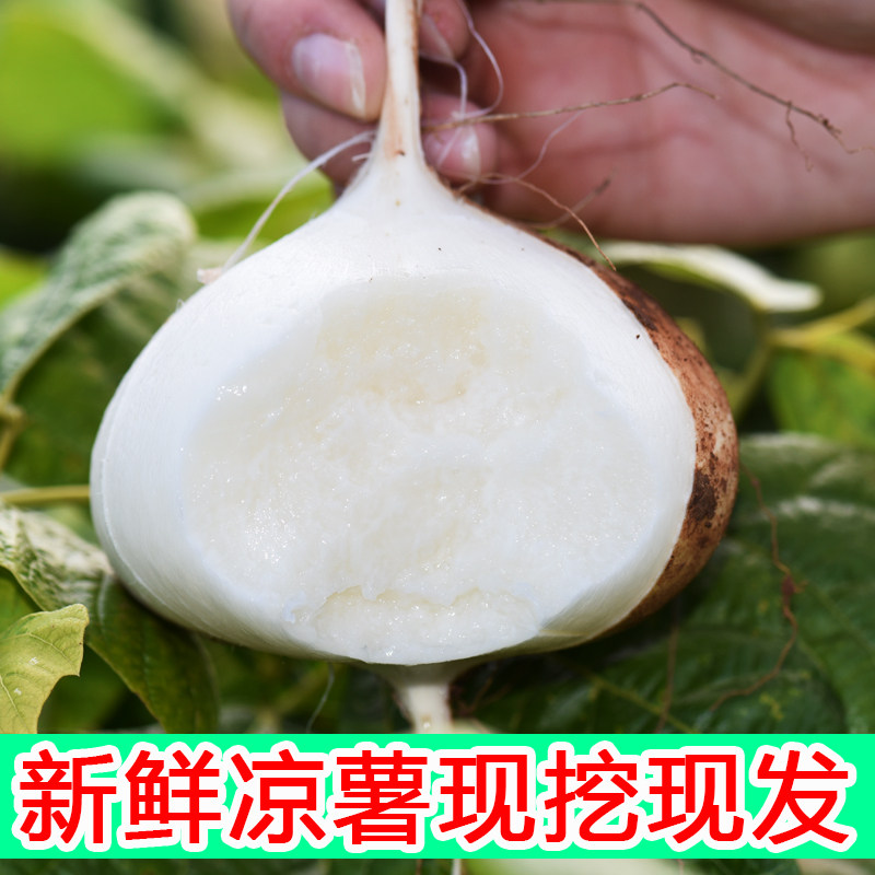 凉薯新鲜现挖白地瓜凉薯葛薯土瓜地萝卜沙葛农家特产5斤
