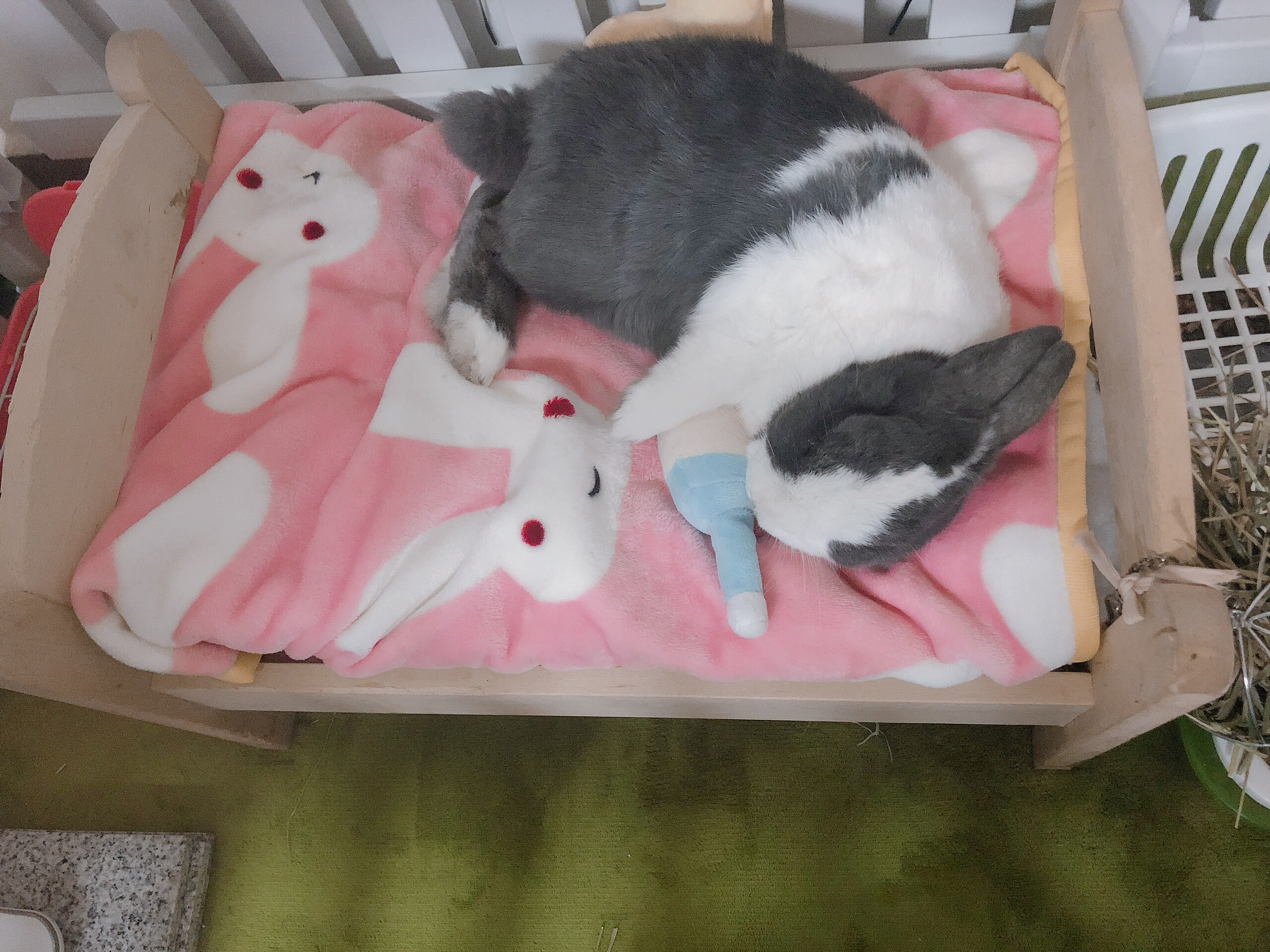 The Cute Chic Family Chic Chic Cog The Little Wine Bottle Rabbit Pooch Puzzling the Little Toy