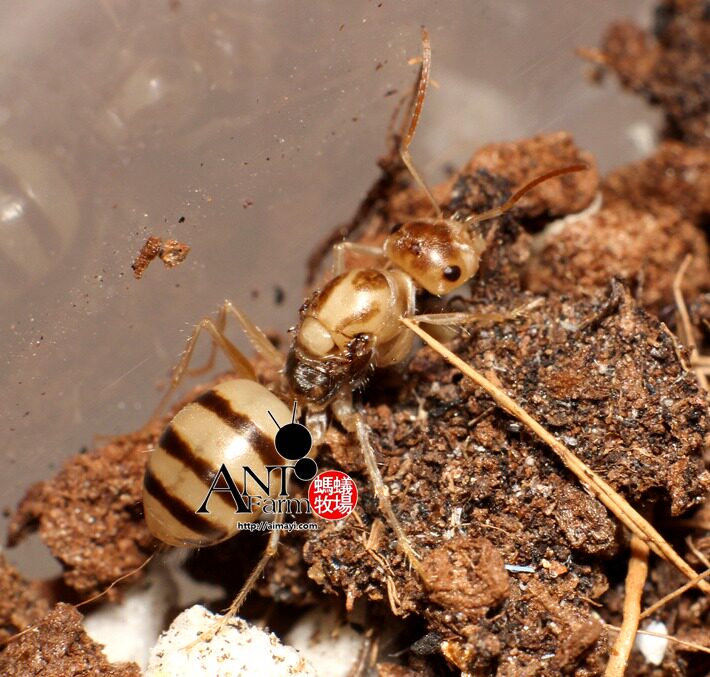 Transparent Arrow ant Light-colored Arrow Ant Catagryphis pallida