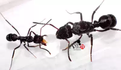 Brown meng Ant