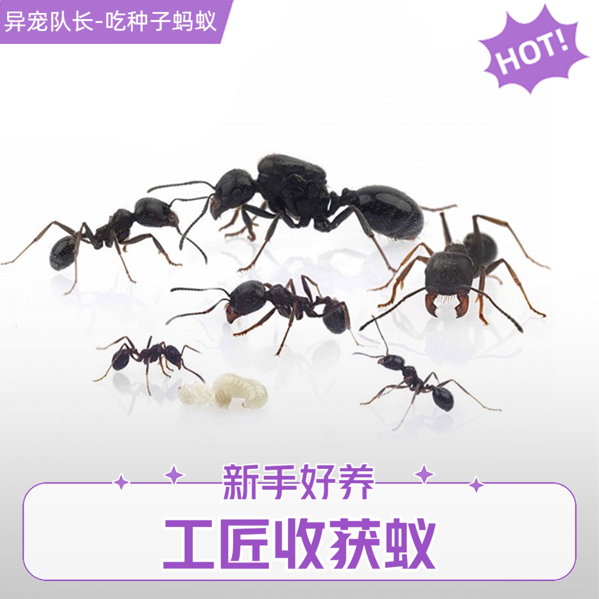 新手也能养好的吃种子的蚂蚁！工匠收获蚁超强科普教学，可挂机有分化活体推荐-蚂蚁工坊-淘宝好物网
