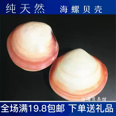 Pink clam pink shell natural conch shell sea star home decoration fish tank aquarium wedding platform decoration
