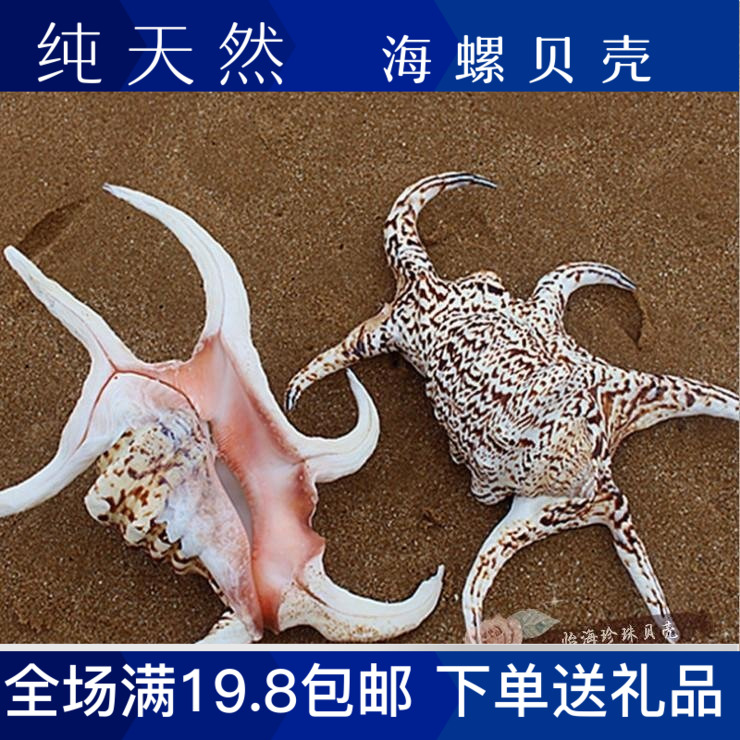 Water screw hexagon screw sea shell sea starstar decoration collection set gift fish tank shoot diy