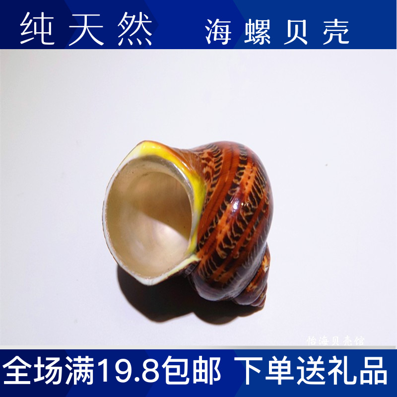 Full of 19 8 ancient text snail salamander fish tank roll shell fish hermit crab spare replacement shell natural conch shell