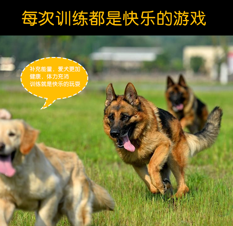 Thức ăn cho chó hạt lớn 5 kg phổ quát loại 20kg chó con đào tạo phần thưởng Labrador Golden Retriever chó huấn luyện chó - Chó Staples hạt anf
