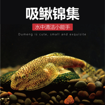 Gui climbing Loach pipa fish freshwater violin algae removal cold water scavenger green algae brown algae tank wall cleaner