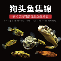 Zebra Doghead Fish submarine fish Chocolate doll puffer fish live fresh water unicorn tropical eating snail ornamental fish