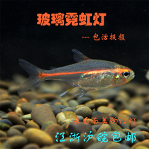 Grass tank group tour glass neon red light tube fish red light fish tropical fish live small grass tank group tour