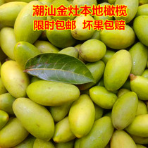 2020 Freshly picked Chaoshan fresh green olives Specialty agricultural products Chaoyang Jinzhao olives Sandalwood green fruit non-sweet species