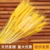 Натуральная золотая пшеничная уши сухой цветок букет Открытие уши Дамай Цветочная корзина гостиная Новая китайская пастырская декоративная декоративная орнамент уши рис